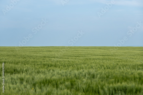 harmonious green wheat field