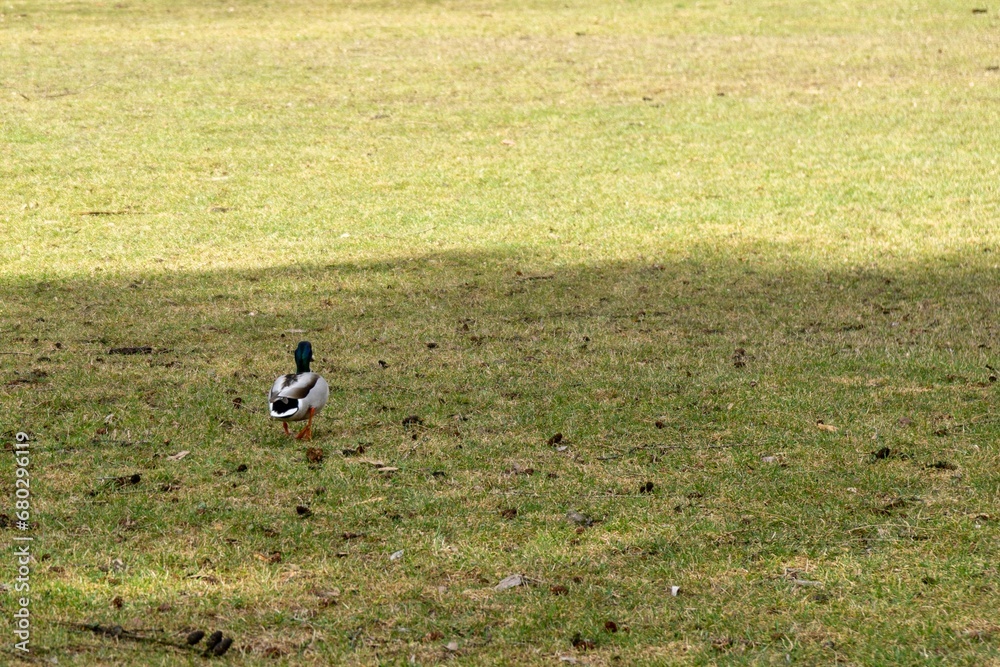 Duck birds walking on the ground in the park. Slovakia Duck birds walking on the ground in the park. Slovakia