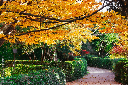 Beautifully trimmed shrubs and walkpath in fall botanical garden, park. Tree with yellowed foliage. Golden trees in sunny day. Japanese gardens in autumnal season. A way for calm stroll. Warm weather. photo