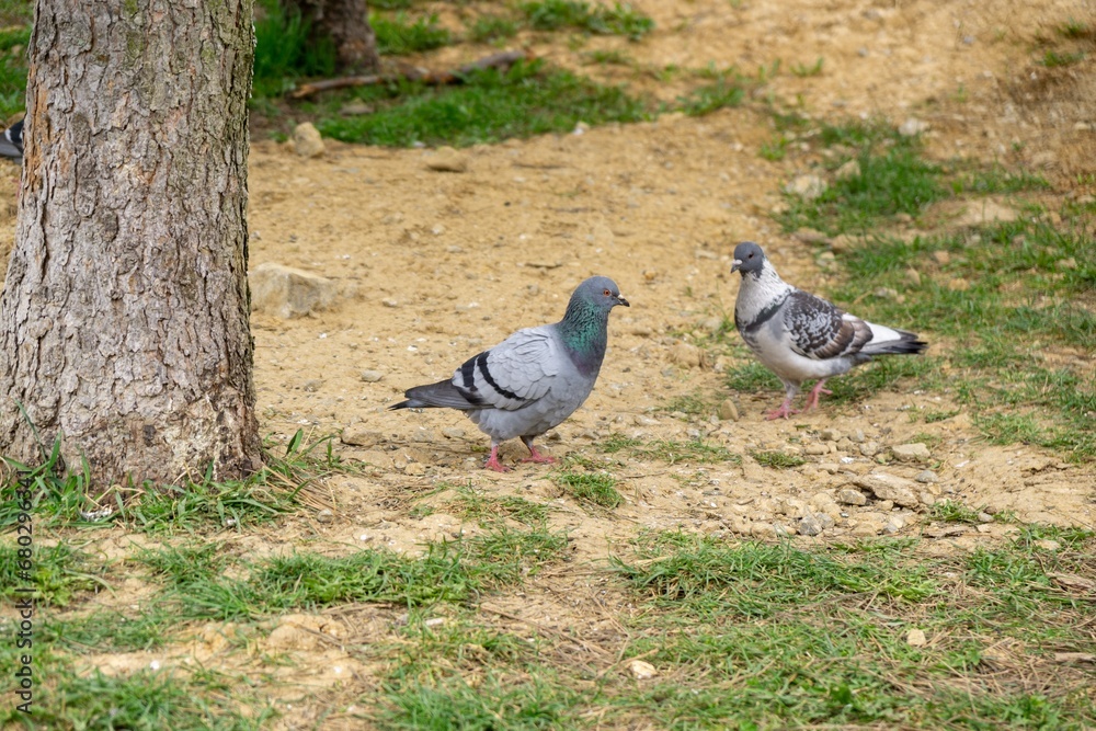 Obraz premium Pigeon or Dove bird on the window, house, park in the city. Slovakia