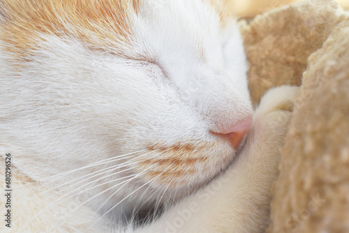 Cat face closeup. Ginger and white cat sleeping in cat bed. Happy tabby cat resting at home. Smiling face. 