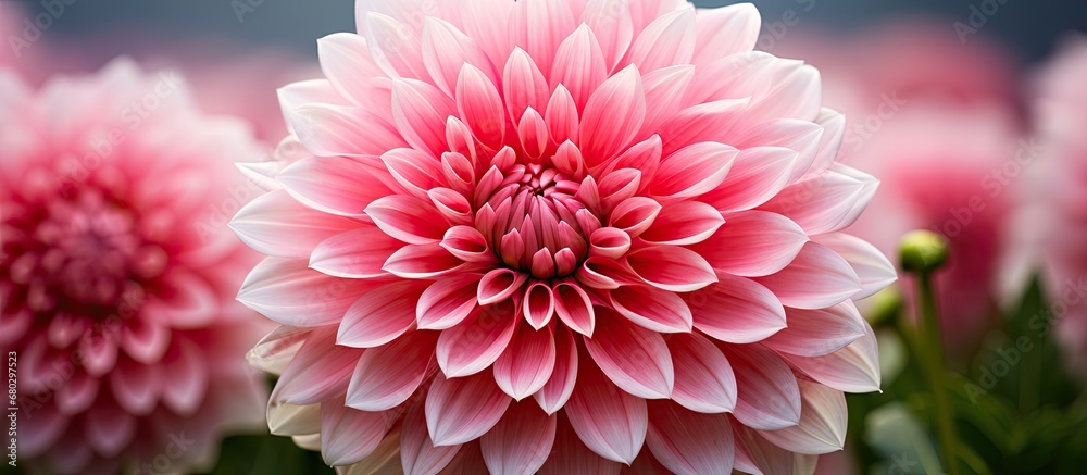 In the midst of nature's beauty, a beautiful pink flower stands tall, isolated on a white background, displaying its vibrant colors. Its delicate petals and lush leaves contribute to its stunning In the midst of nature's beauty, a beautiful pink flower stands tall, isolated on a white background, displaying its vibrant colors. Its delicate petals and lush leaves contribute to its stunning