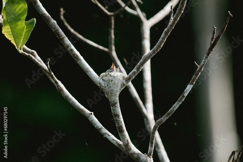 Bébés colibris dans leur nid  photo