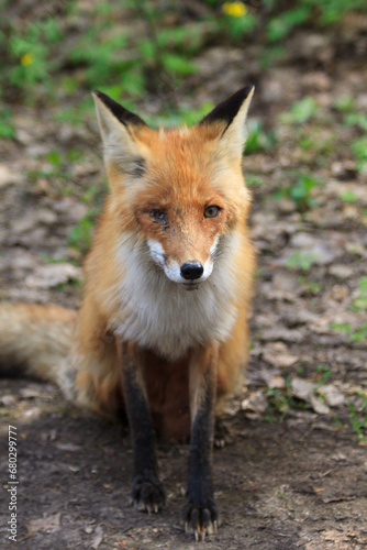 Red cunning fox rogue - one of the most important fur animals, a close-up portrait of a crippled poor one-eyed injured hungry trying to survive a lonely predatory animal in a protected forest. © dolphinartin