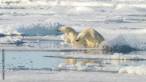 Female Polar bear and cub (Ursus maritimus) on ice, Svalbard, Norway