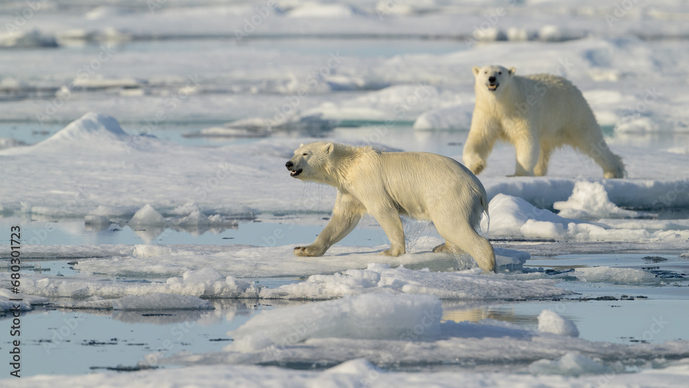 Female Polar bear and cub (Ursus maritimus) on ice, Svalbard, Norway Female Polar bear and cub (Ursus maritimus) on ice, Svalbard, Norway