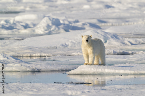 Polar bear cub (Ursus maritimus) on ice, Svalbard, Norway