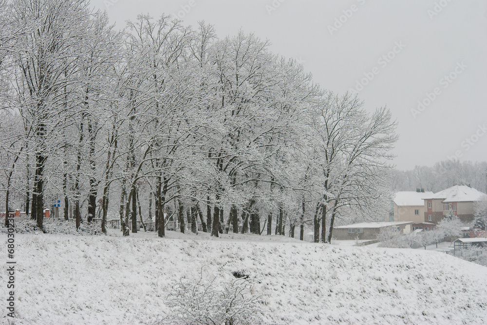 Obraz premium winter snowy rural landscape, frosty day and snow-covered trees.