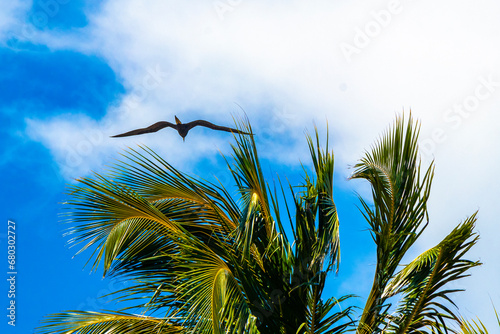 Fregat birds flock fly blue sky clouds background in Mexico.