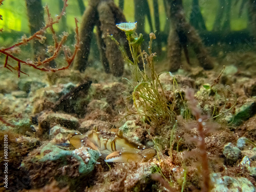 Siri (Portunidae) | Swimming crab photo