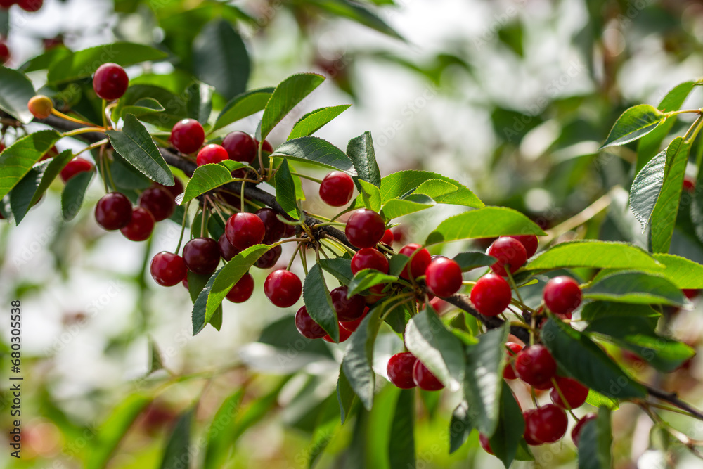 Sour cherries in the summer of 2023 in Romania