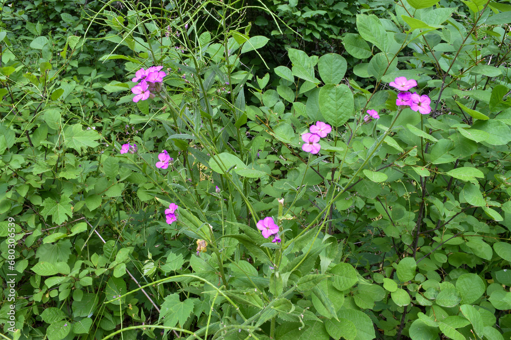Nature Background - Closeup of Green Leaves and Tiny Purple Flowers