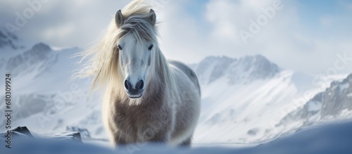 In the wild beauty of Iceland, amidst the winters snowy embrace, a majestic Icelandic horse roams freely, embodying the essence of natures untamed wildlife. photo