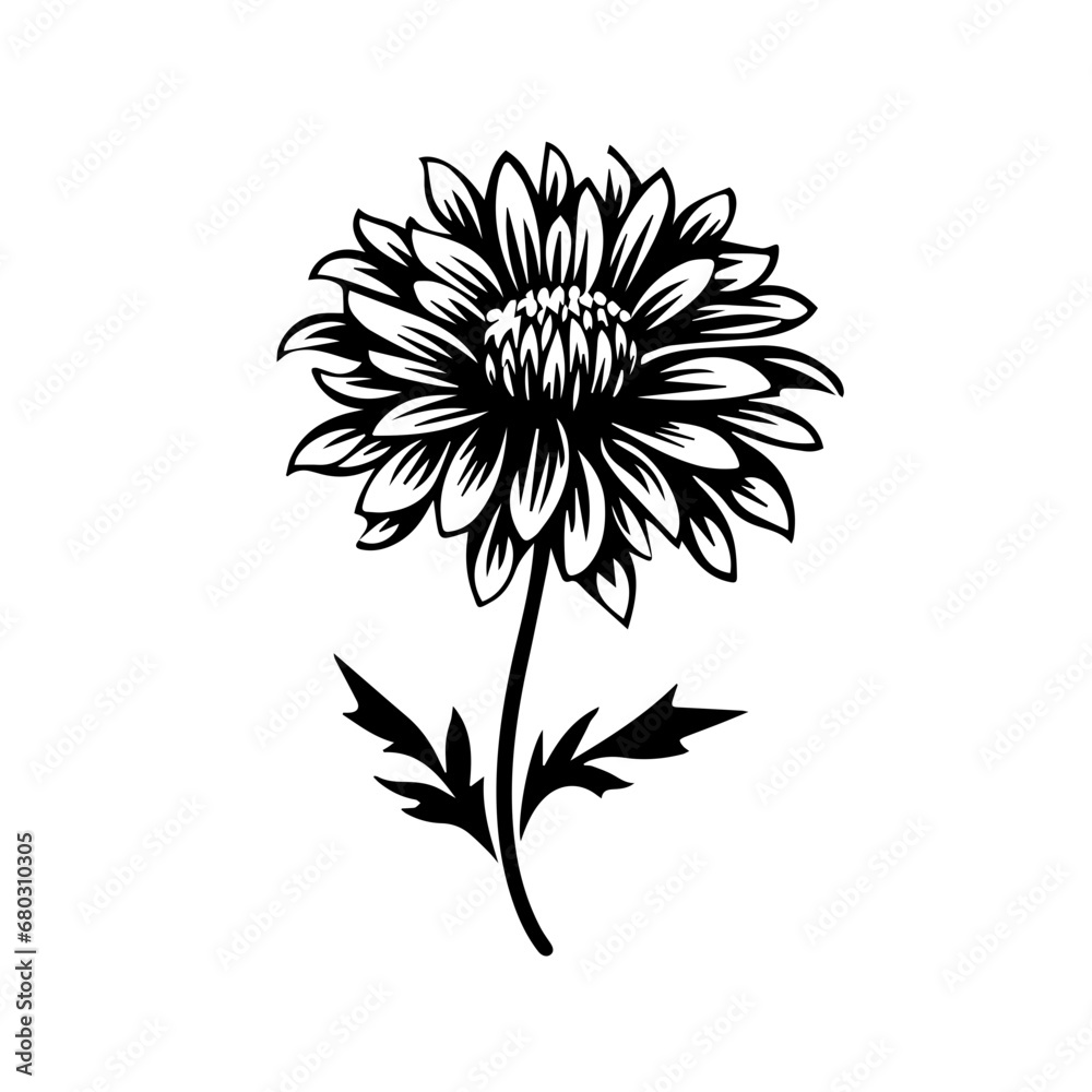 Elegant Aster Flower Vector Illustration