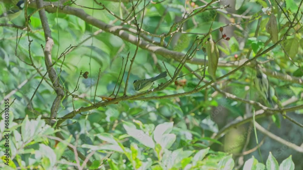 japanese tit in a forest japanese tit in a forest