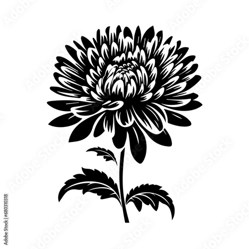 Elegant Aster Flower Vector Illustration