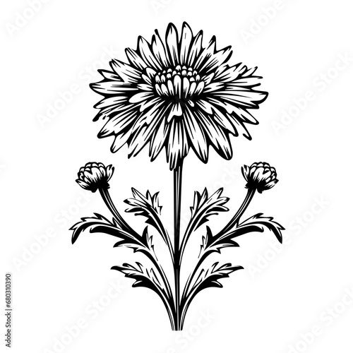 Elegant Aster Flower Vector Illustration