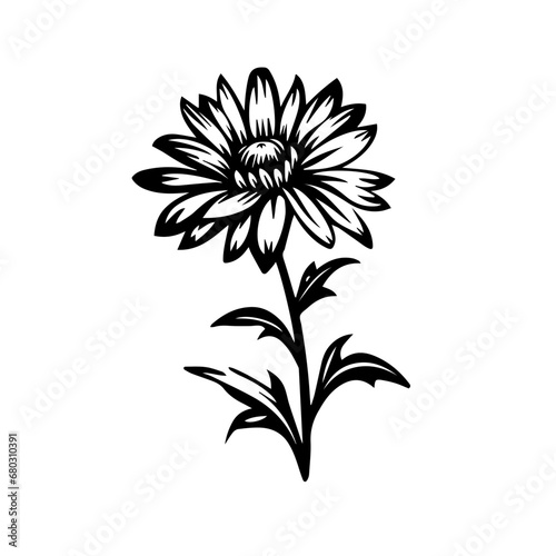 Elegant Aster Flower Vector Illustration