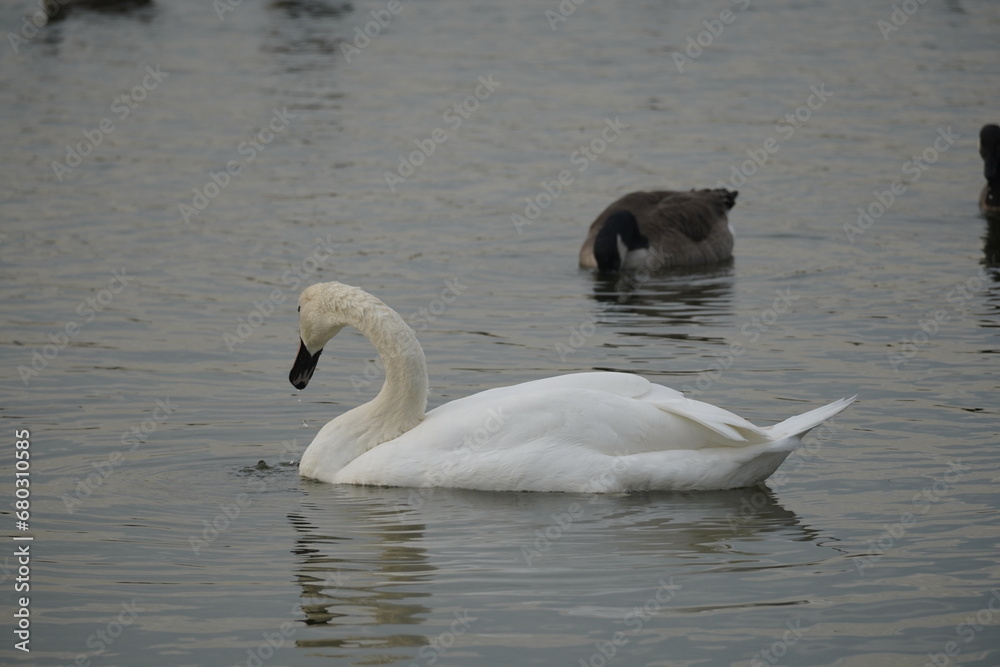 Fototapeta premium swan and birds and ducks in the lake