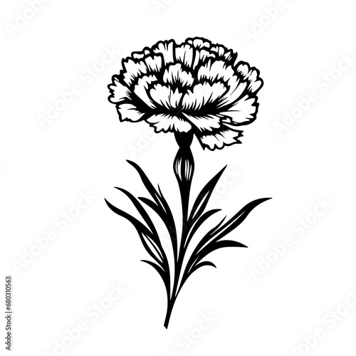  Delicate Carnation Flower Vector Illustration