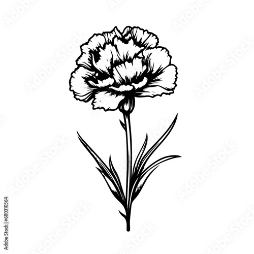  Delicate Carnation Flower Vector Illustration