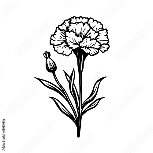  Delicate Carnation Flower Vector Illustration
