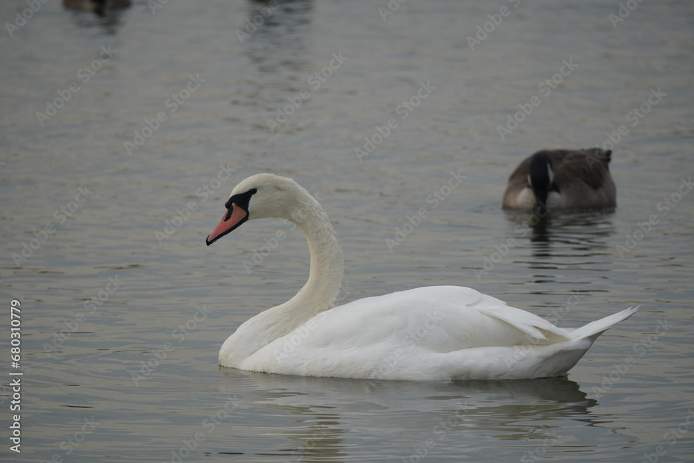 swan and birds and ducks in the lake