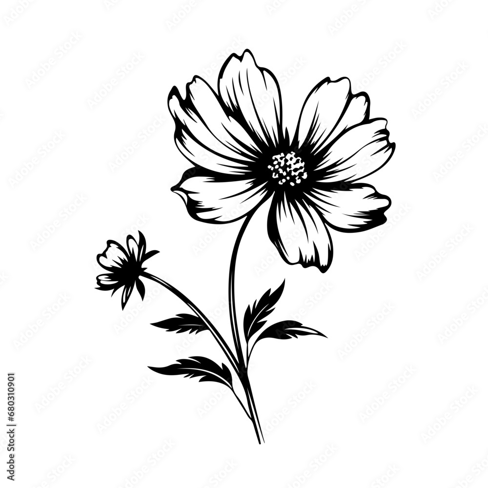 Ethereal Cosmos Flower Vector Illustration Ethereal Cosmos Flower Vector Illustration