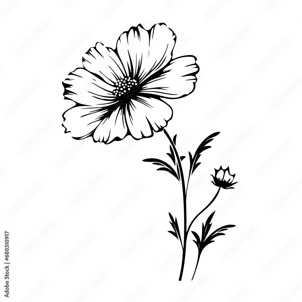 Ethereal Cosmos Flower Vector Illustration Ethereal Cosmos Flower Vector Illustration