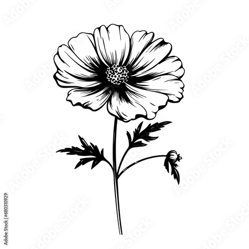 Ethereal Cosmos Flower Vector Illustration