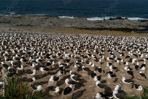 フォークランド諸島　マユグロアホウドリの集団繫殖地 © shota
