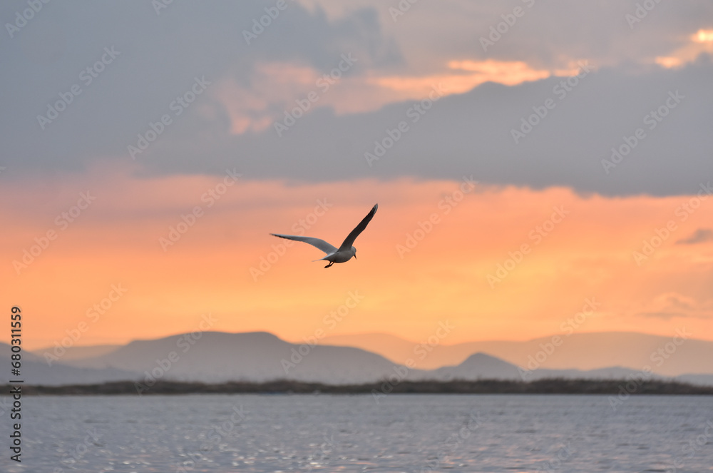 Seagulls flying with open wings on a sea at cloudy sunset