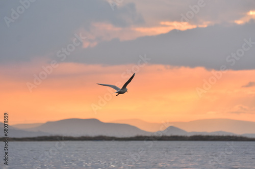 Seagulls flying with open wings on a sea at cloudy sunset