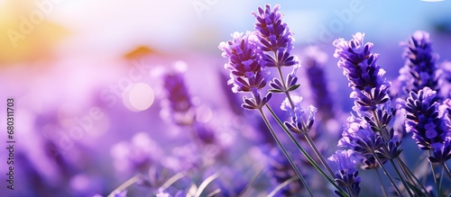 In the colorful field of lavender, surrounded by the beauty of nature, a floral garden flourishes with the vibrant colors of summer, filling the air with the scent of blooming flowers, showcasing the
