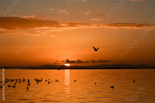 Sunset on a sea. Seagulls flying and swimming on the sea, silhouette