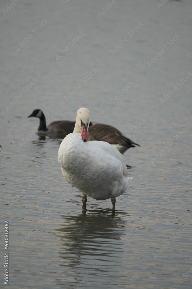Obraz premium swan and birds and ducks in the lake
