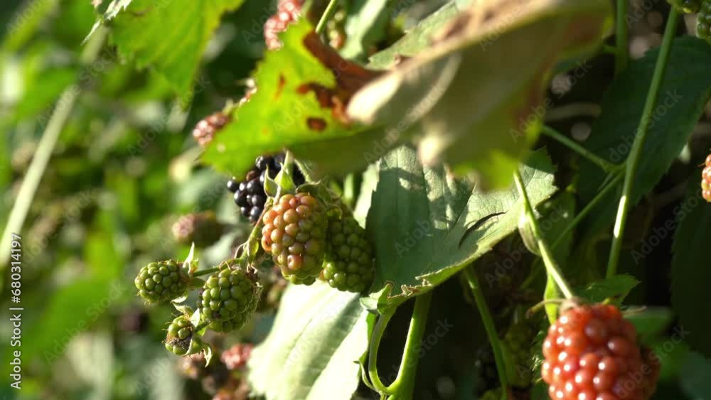 Blackberry vine in Summer with mix of ripe and unripe berries Blackberry vine in Summer with mix of ripe and unripe berries