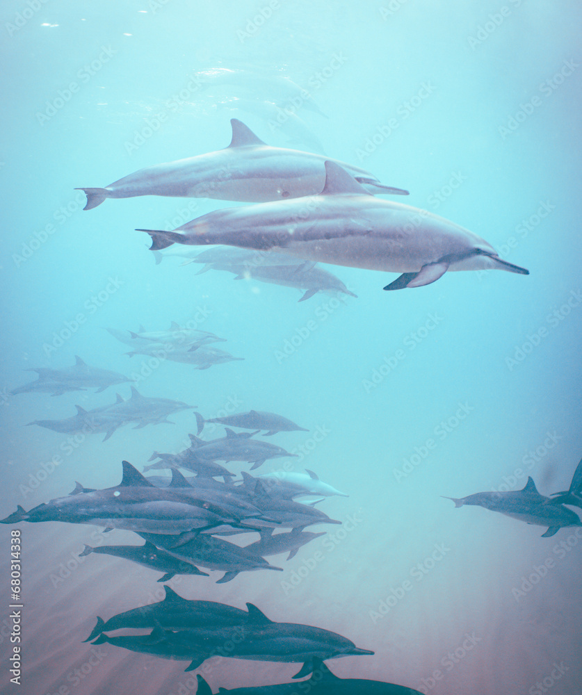 Fototapeta premium Wild Hawaiian Spinner Dolphins Swimming in Hawaii 