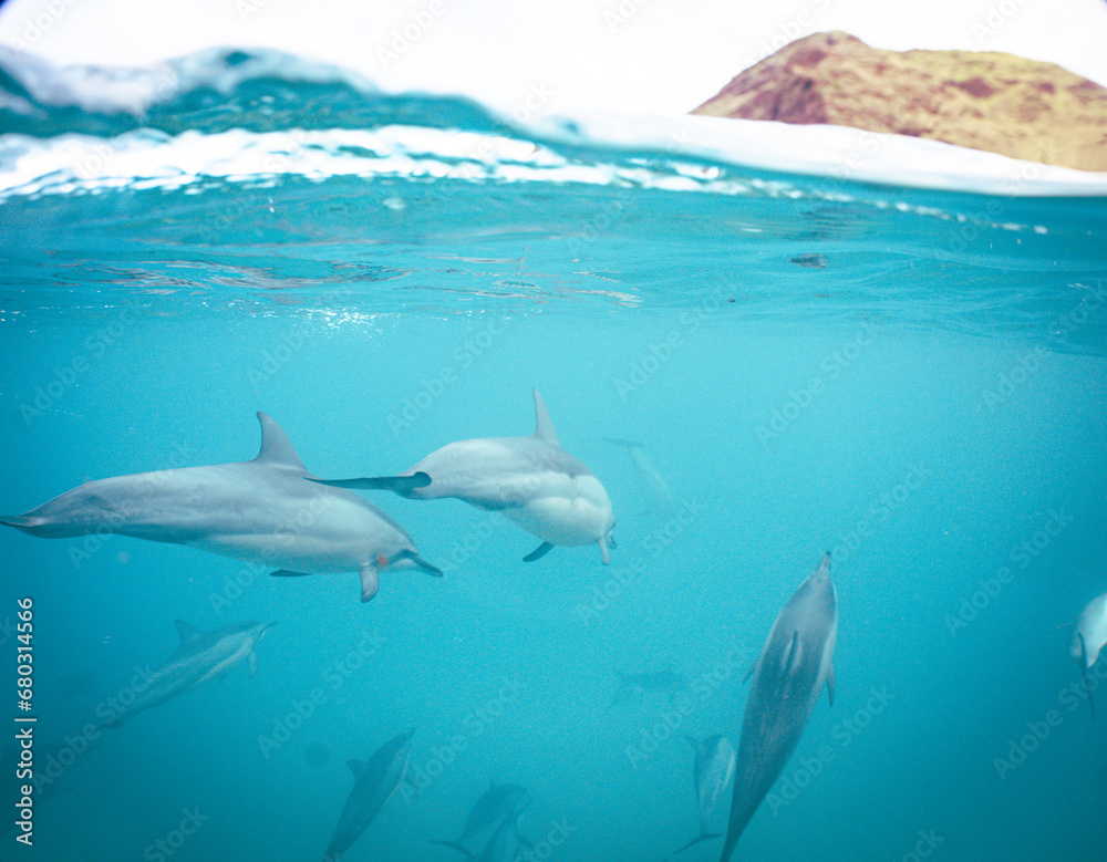 Fototapeta premium Wild Hawaiian Spinner Dolphins Swimming in Hawaii 