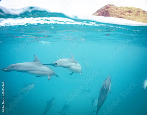 Wild Hawaiian Spinner Dolphins Swimming in Hawaii 