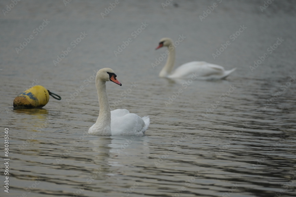 swan and birds and ducks in the lake