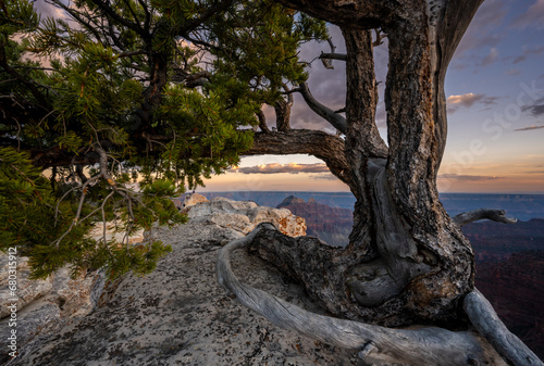 Gnarly Tree With Blue Evening Light Settles Over The North Rim Of Grand Canyon
