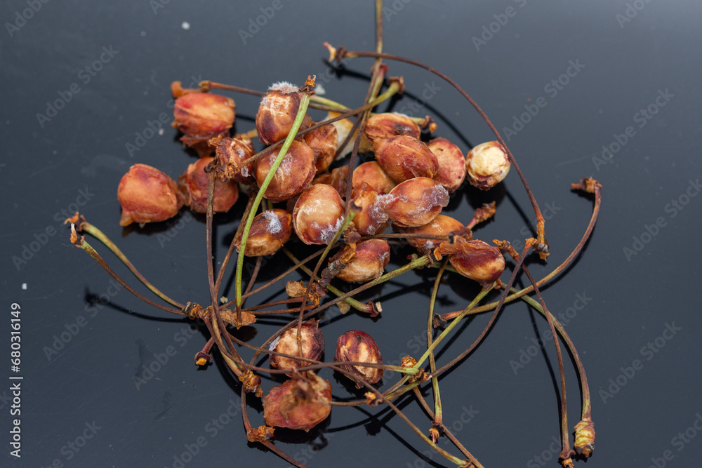 Are Cherry Pits Poisonous? What to Know Stock Photo | Adobe Stock