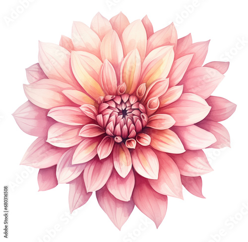 watercolor dahlia flower isolated.