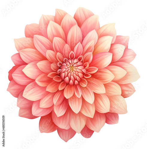 watercolor dahlia flower isolated. © Pro Hi-Res