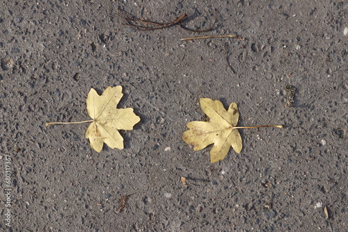 Autumn november field maple leafs photo