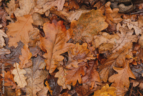 Autumn november oak leafs