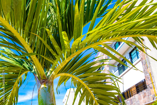 Fototapeta Naklejka Na Ścianę i Meble -  Tropical natural palm tree palms blue sky in Mexico.