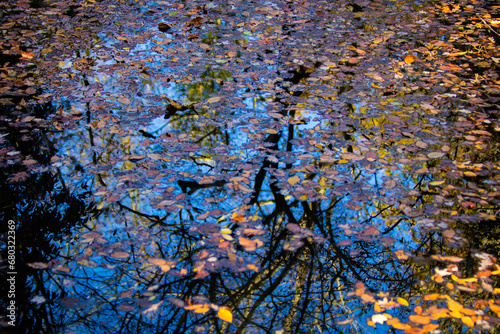 Autumn leaves floating on a creek with a tree reflection on the water