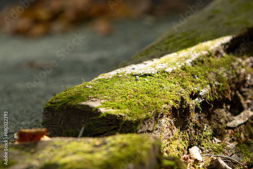 Moss on a log in a park with sunlight beaming on it 